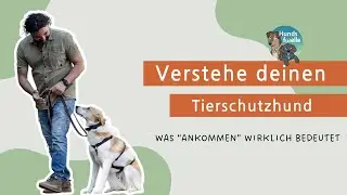 Tierschutzhund eingew&ouml;hnen: Diese 5 Dinge helfen wirklich beim Ankommen