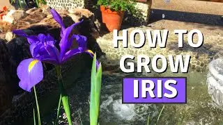 HOW TO GROW IRIS FROM BULBS (DUTCH IRIS) | BIRDOFPARADISE
