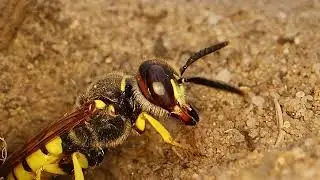 Beewolf antics