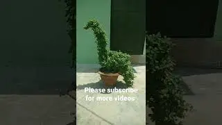 Easy jade plant peacock /jade topiary