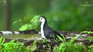 || White Breasted Waterhen ||