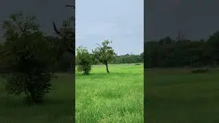 White Bird Gliding Over Green Rice Fields | Sri Lankan Nature #nature #birdsong #peace