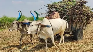 new Bullock Cart Heavy load accident in stuck // Indian's Cow accident #buffalocart