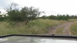 Young Vurhami male lions