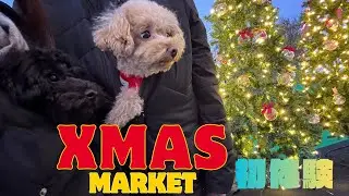 【Xmas】クリスマスマーケットin大阪　てんしば2025にトイプードル達と行ってきたよ！