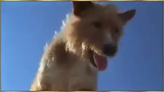 Love it do not know animals | MDA Network