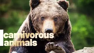 Carnivorous Animals Names and Sounds