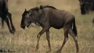 Discovery Documentary |Wildlife Animal Story|
