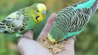 Birds lovers 🦜 is live