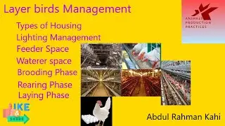 Layer birds Management | Poultry farming | Animal Husbandry | eggs production