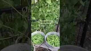 I Ate Garden Fresh Peas and This is What Happened #Freshpeas