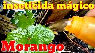 Como proteger as folhas do morango de doenças