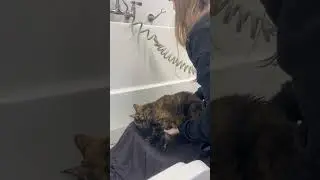 cat towel bath wrap technique w dr nancy