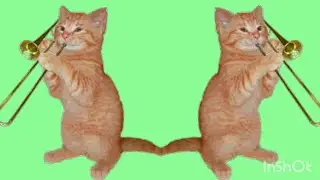 tiktok skinnpypudge #storycats #cats#fannycats#skinnypudge