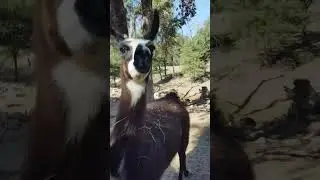 2nd part of Safari drive thru 