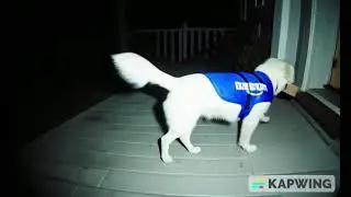 A dog wearing a Amazon delivery vest dragging a package to the door