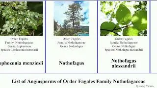 List of Angiosperms of Order Fagales Family Nothofagaceae nothofagus fuscospora antarctica beech