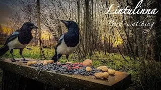 #birds #asmr #nature #birdwatching #wildlife #birdsounds #videoforcats