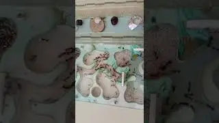 Наливаю воду муравьям #shorts #short #ants #terrarium #pets #water #cute #cuteanimals #insects