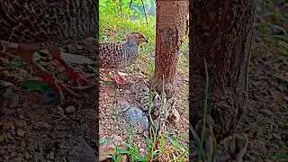 Feeding Chicks 🦃🐤🐥 #feedingchicks