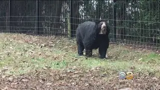 Philadelphia Zoo Introduces New Bear