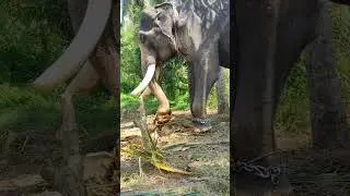Elephant's hard work 🥲 #elephant #viral #viralvideo #animals