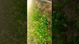 moke dewana kair dele re#nagpuri #trending #viral #love #like #ytshortsvideo