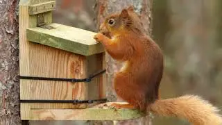 Red Squirrels - Cairngorms National Park