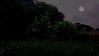 Nighttime Nature Escape | 1 Hour of Soothing Cricket Sounds in Binaural Ambience for Sleep