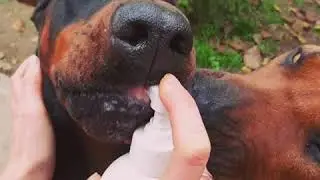 Dobermann vs Rhodesian Ridgeback - Who's cuter enyoing the Salmon Oil