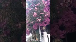 Begonvil #shorts #shortvideo #begonvil #short  #alacati #ala&ccedil;atı