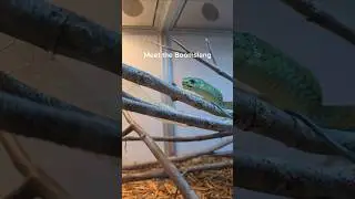 This snake is terrifying. #reptiles #venomoussnakes #boomslang #pets