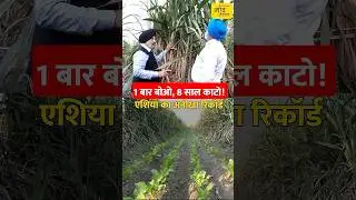 रिकॉर्ड! एक बार गन्ना लगाओ और 8 साल तक काटो, 1 एकड़ में 3 एकड़ वाली पैदावार#shorts