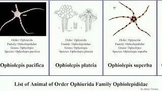 List of Animal of Order Ophiurida Family Ophiolepididae ophiolepis ophioplocus pacifica elegans