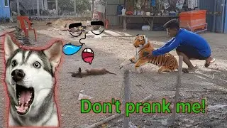 Fake tiger prank sleeping dogs | Fake  tiger vs real dog