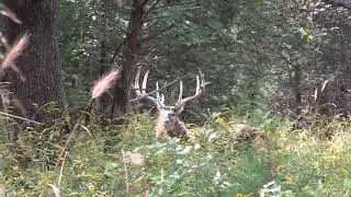 Wide Oak Creek Giant Harvested on Early Season Hunt