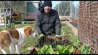 Semillas para Invierno y atado de Lechugas Huerto peque&ntilde;o con cajones de madera #3