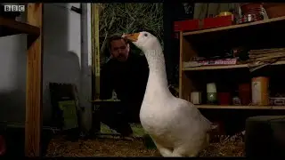 EastEnders - Mick Carter vs Lucy the Duck (23rd September 2015)