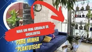 Arranjo de Suculentas para minha  