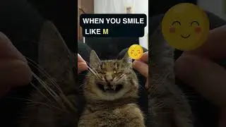 When You Smile Like Mona Lisa 😺 | Hilarious Cat Meme Moments! 😺If you are a #catlover