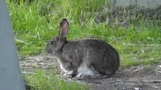 The world's most carefree bunny