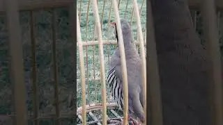 chakor voice zark awaz mast shakari chakor hunting voice