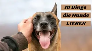 10 Dinge, die Hunde LIEBEN !