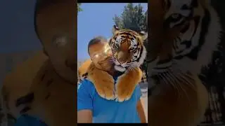 How to face tiger when they appear #tigereffect #aieffect #shortsfeed #newtrend #viral