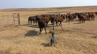Australian cattle dog working compilation || ACD || Blue healer working compilation