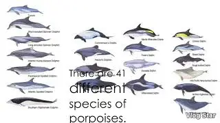 What is the difference between Dolphins and Porpoises?