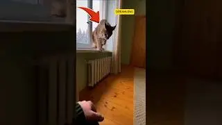 Дикой рыси нужна была помощь. Она сделала неожиданное.