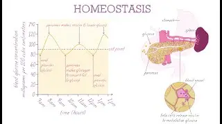 Homeostasis