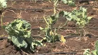 More Crop Per Drop