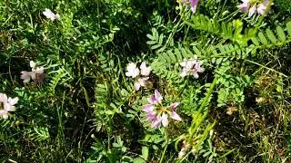 Zach's bee plant: Crown vetch.